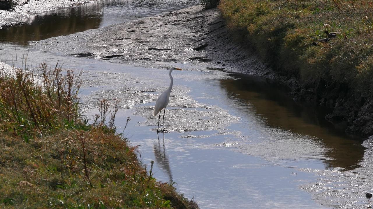 Silberreiher im Ordinger Vorland Silberreiher im Ordinger Vorland